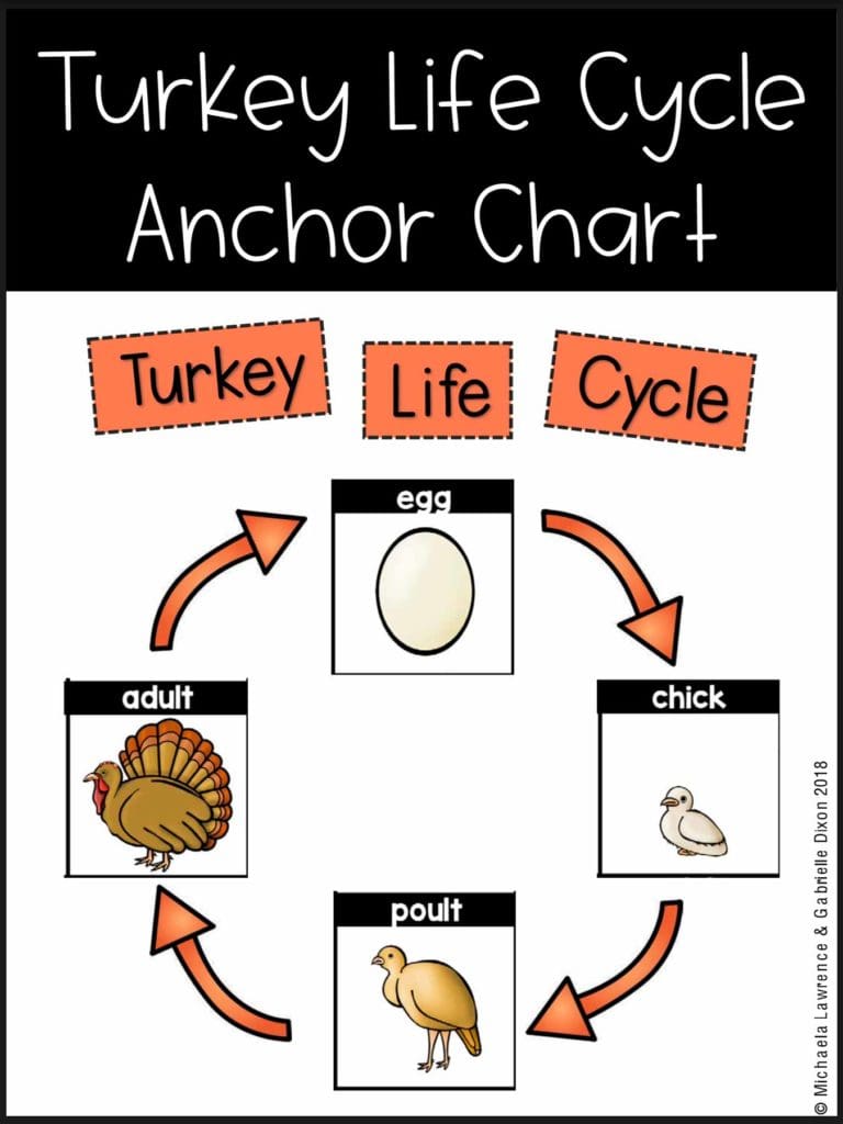 Made-For-Me-Literacy-Turkey-Life-Cycle-Anchor-Chart