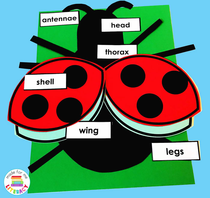 Ladybug craft with labels that helps students learn insect body parts in a hands-on way