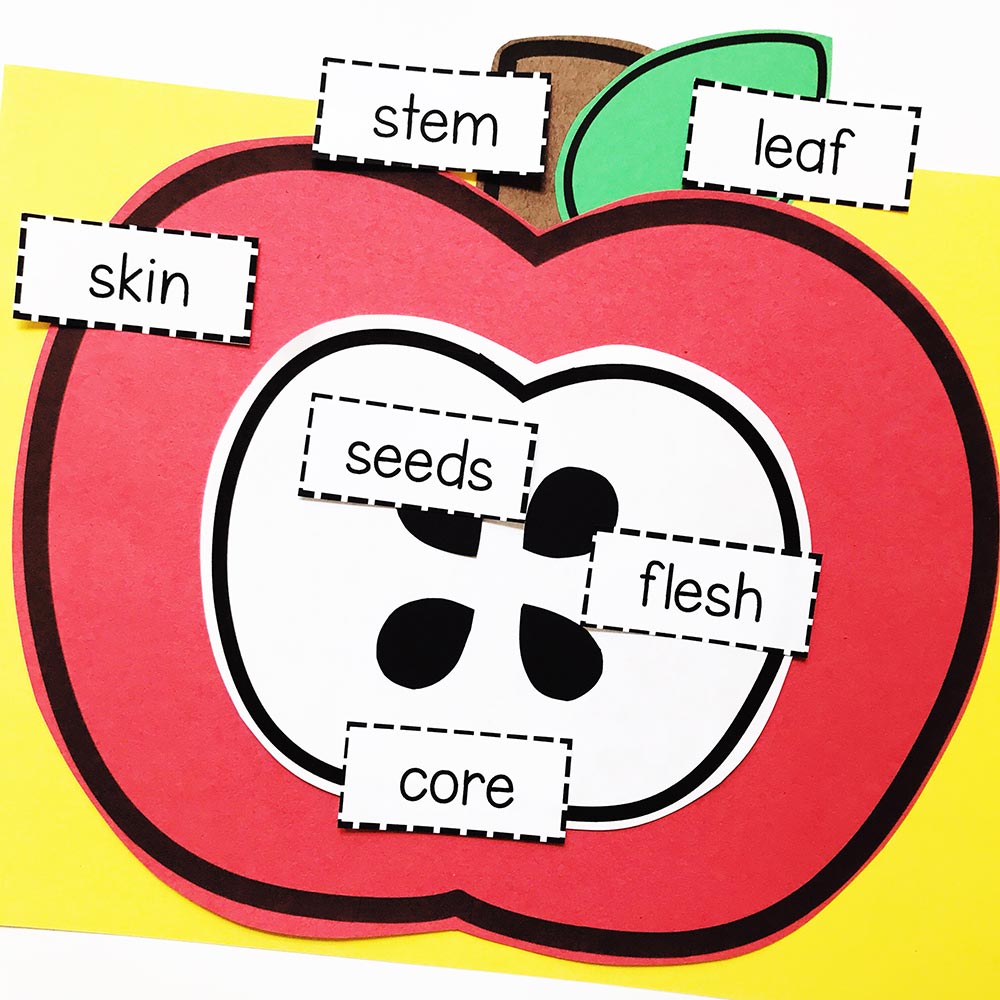 A bulletin board in a preschool classroom with apple vocabulary labeled parts of an apple, including stem, leaf, skin, seeds, core.