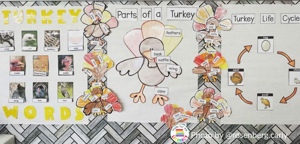 Turkey bulletin board displays photo vocabulary cards, a labeled turkey diagram, student-colored turkey crafts, and an illustrated turkey life cycle.